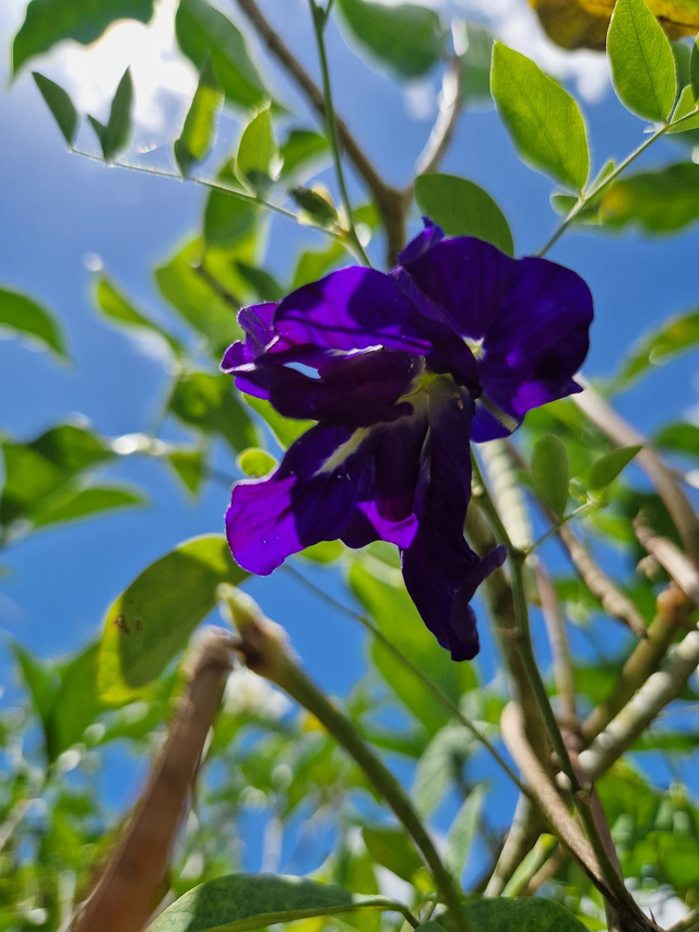 Clitoria bio