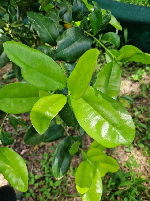 Feuille de bois d'inde bio