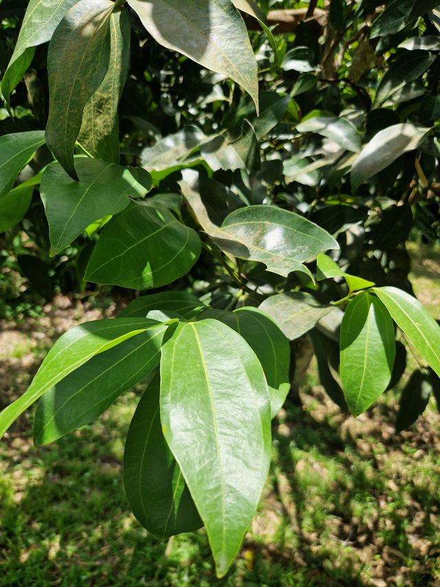 Feuille de cannelle bio