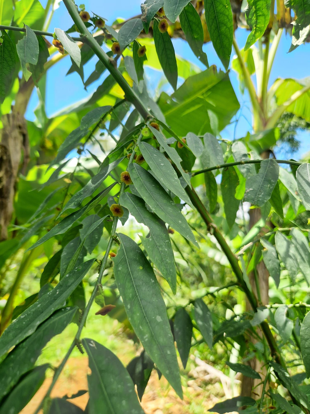 Feuilles de Katuk bio