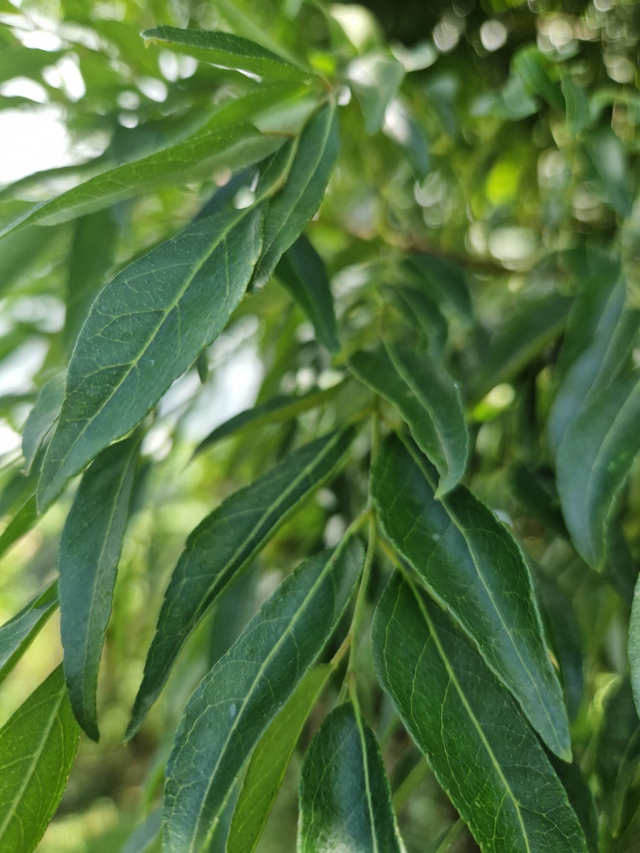 Feuilles de curry bio
