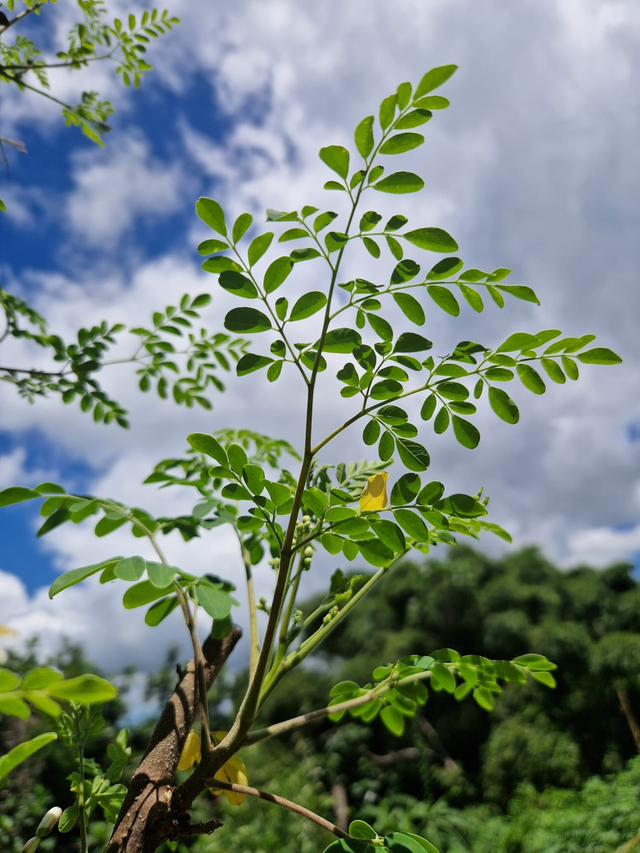 Feuilles de moringa bio