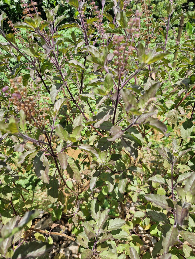 Tulsi bio